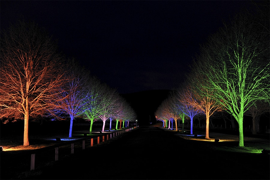 Rainbow light Tree walkway
