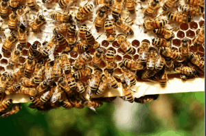 Bee hive
