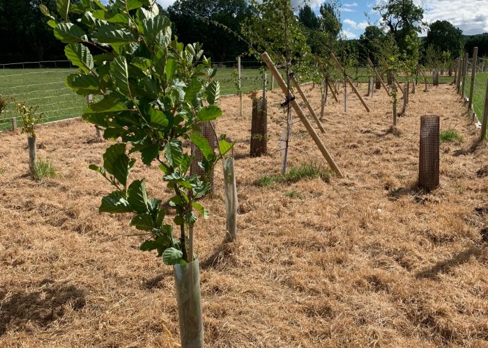 Trees being planted