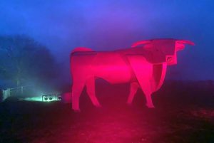 visitor-experience-bull
